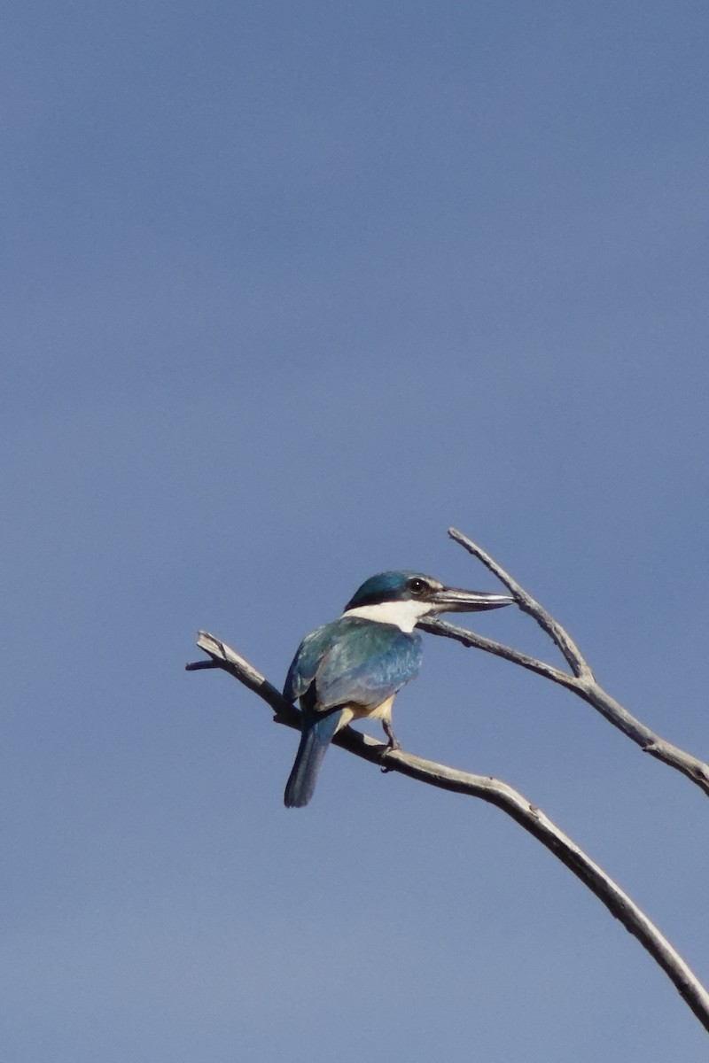 Sacred Kingfisher (Australasian) - Raymond Bosman