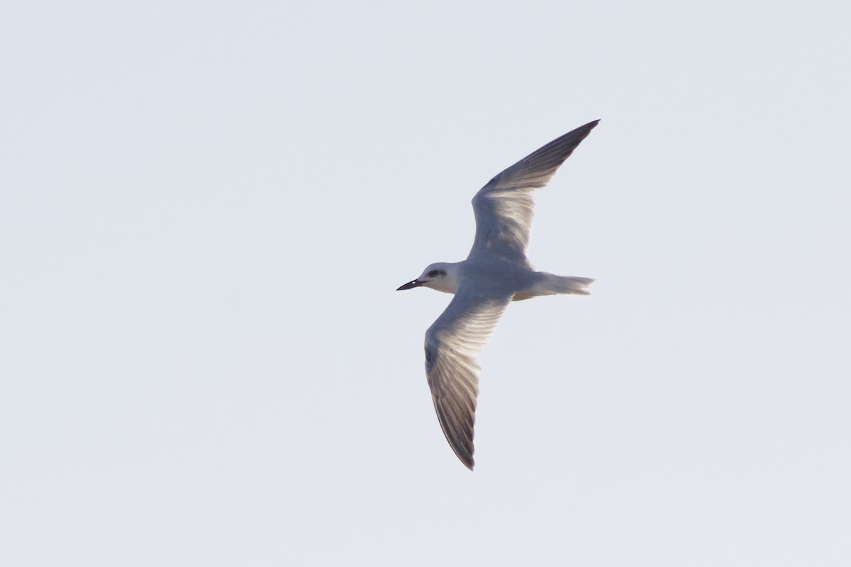 Gull-billed Tern - Raymond Bosman