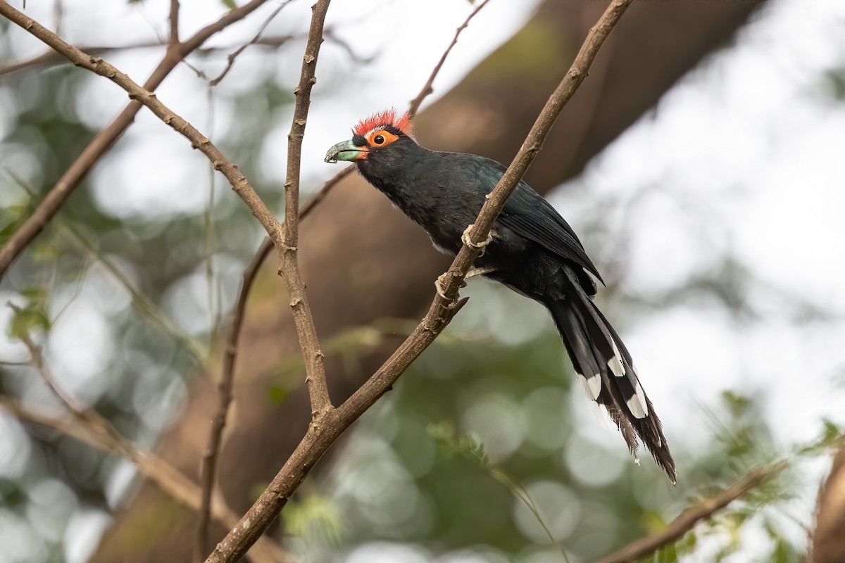 Red-crested Malkoha - ML397721741