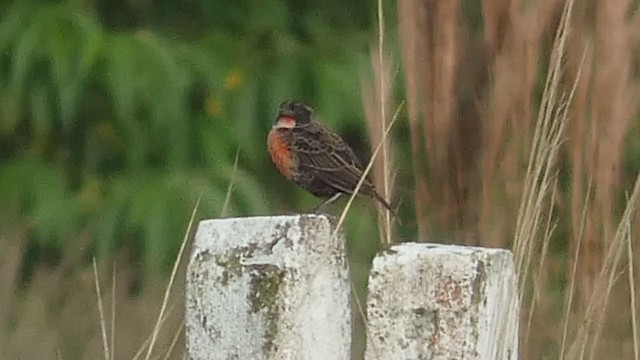 Red-breasted Meadowlark - ML397724251