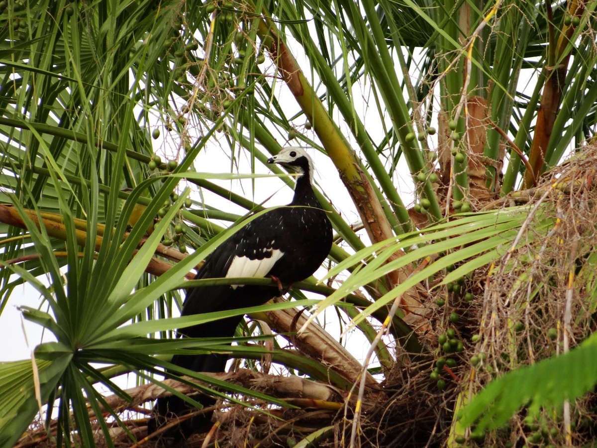 White-throated Piping-Guan - ML397727461