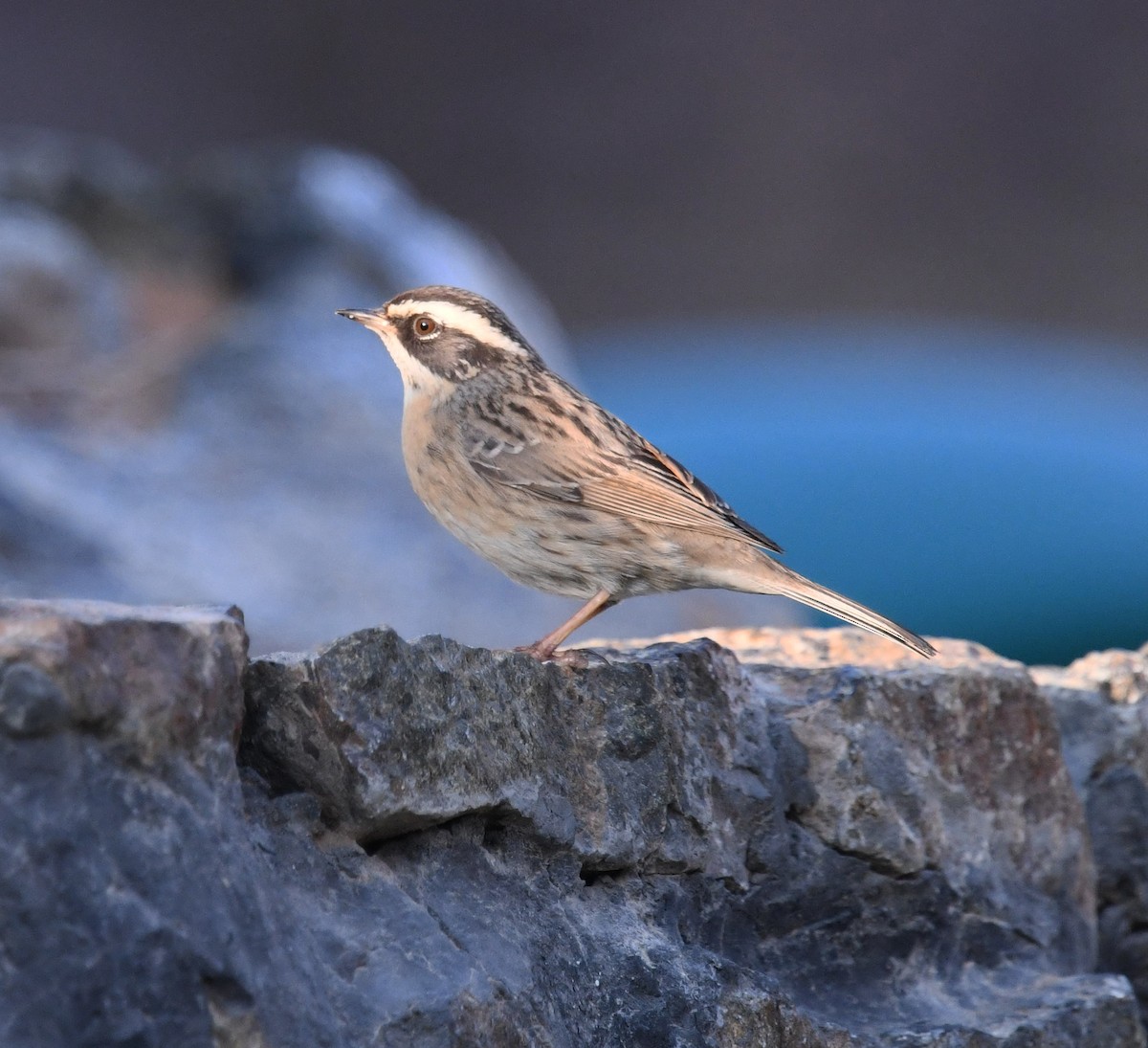 Radde's Accentor (Radde's) - ML397731511