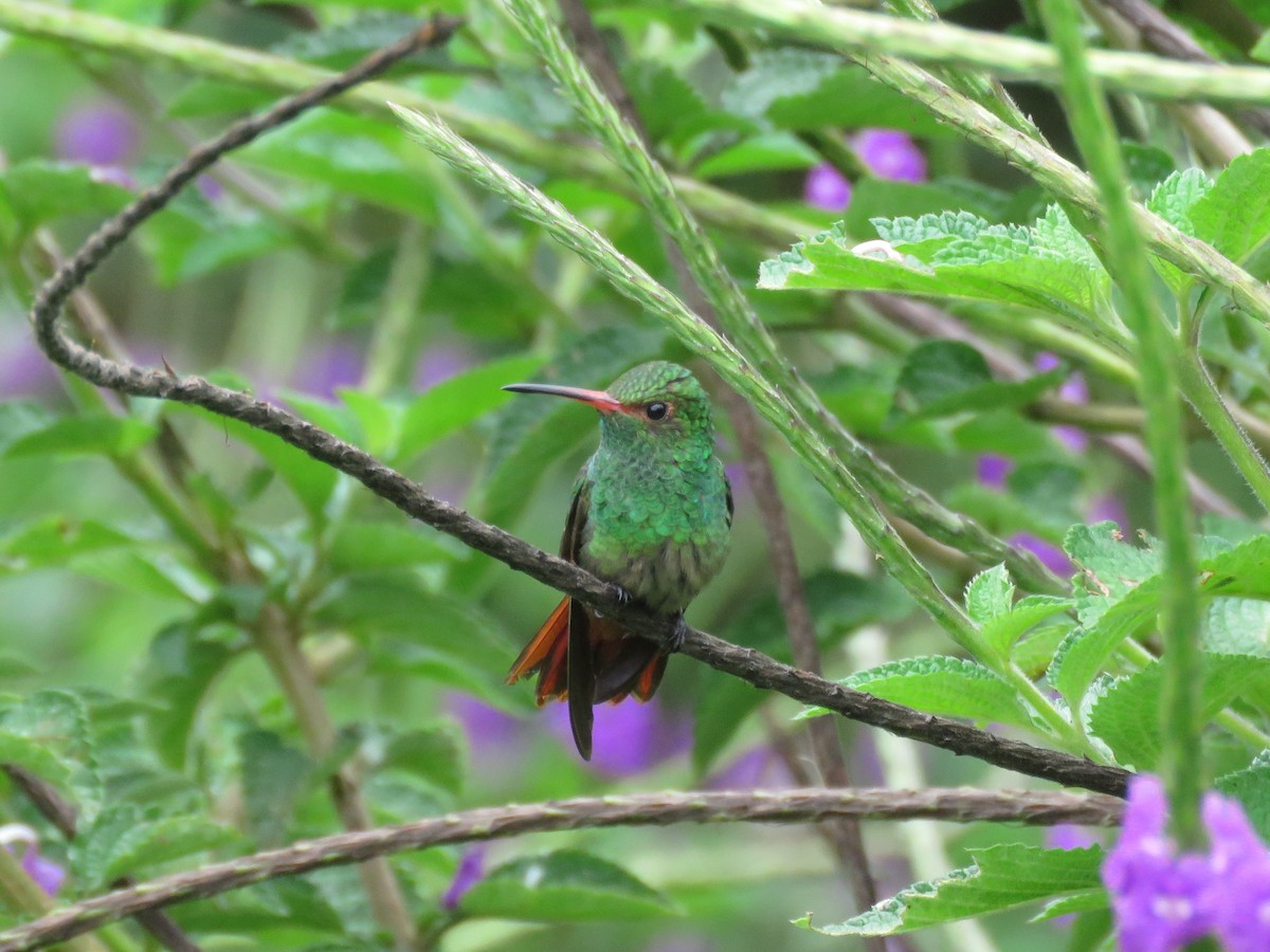 Rufous-tailed Hummingbird - ML397732221