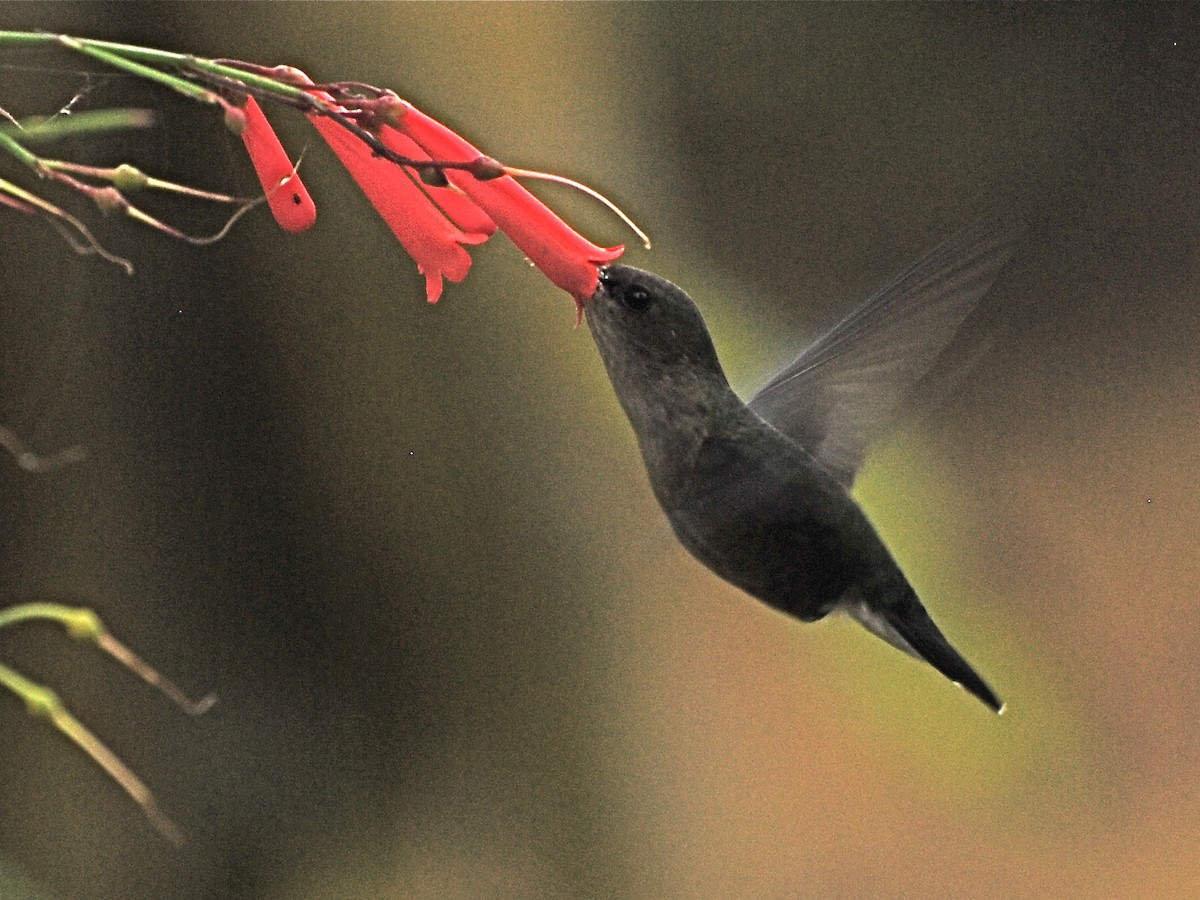 Vervain Hummingbird - Alan Van Norman