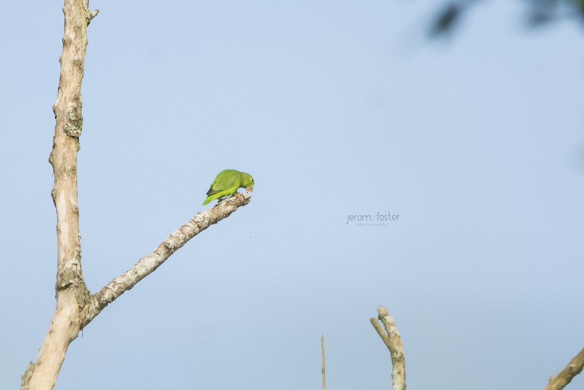 Yeşil Sokumlu Serçe Papağanı - ML39773291