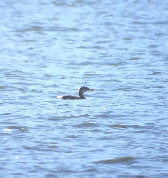 Red-necked Grebe - ML39773401