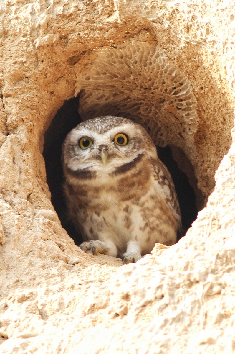 Spotted Owlet - Emrah Kayhan