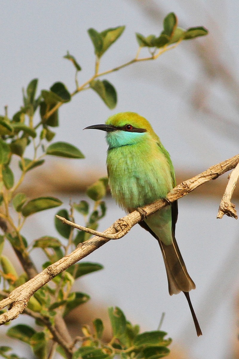 Asian Green Bee-eater - ML397734281