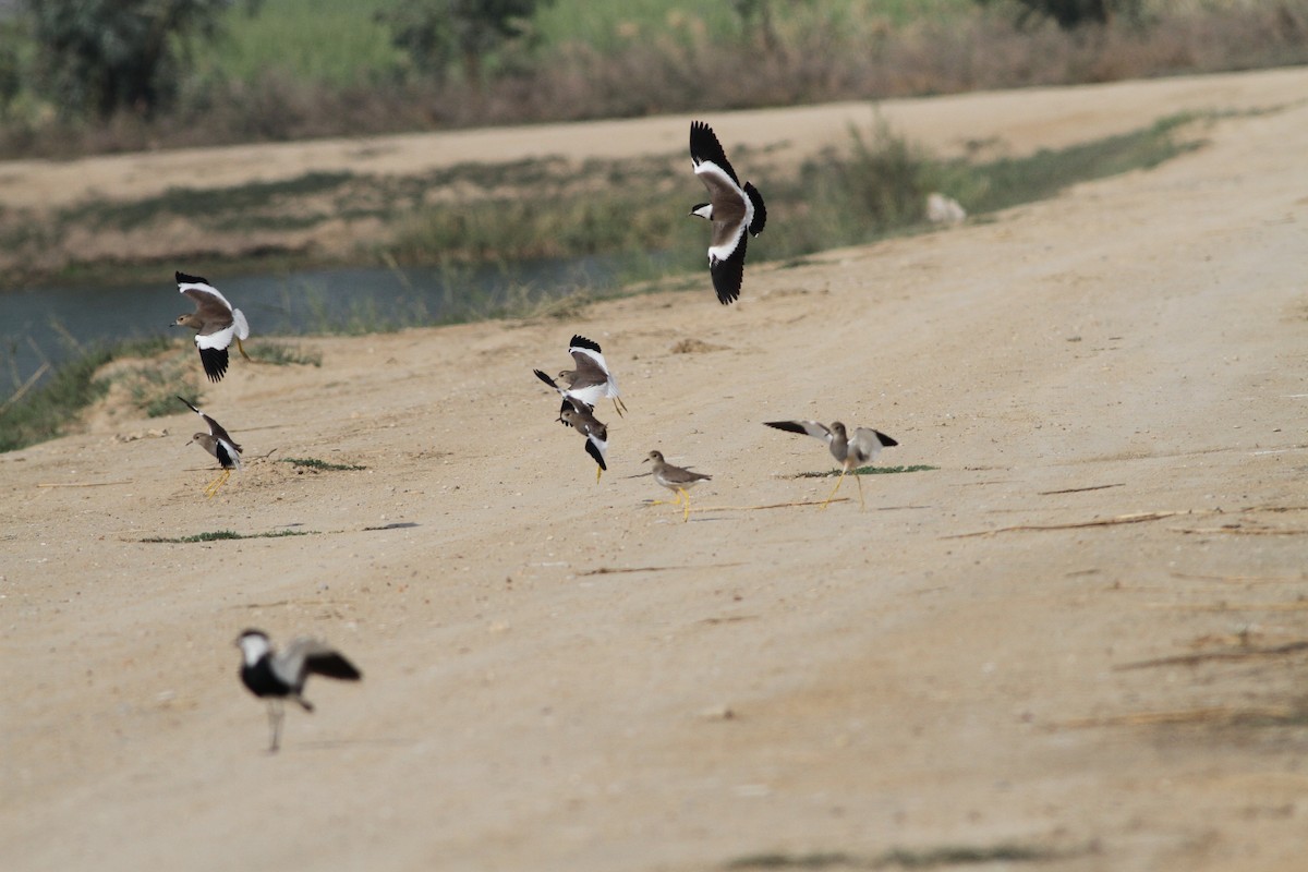 Spur-winged Lapwing - ML397734881