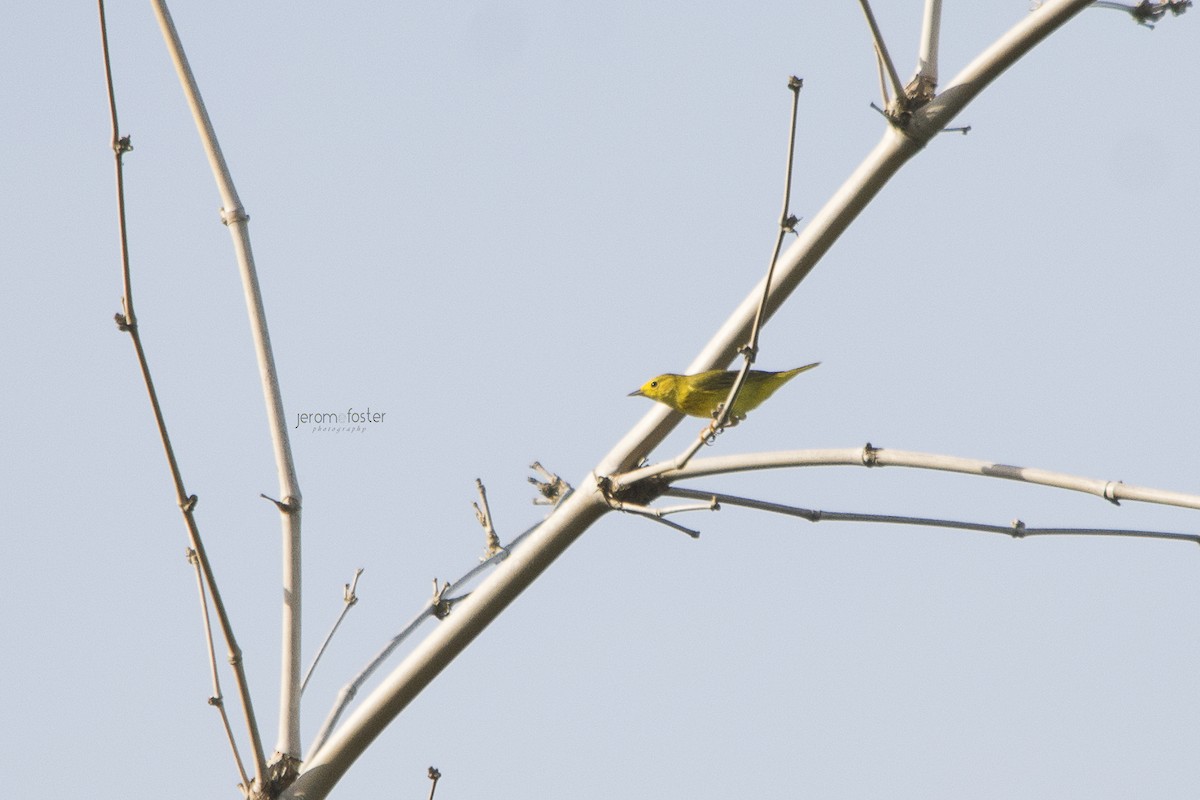 Yellow Warbler - ML39774031