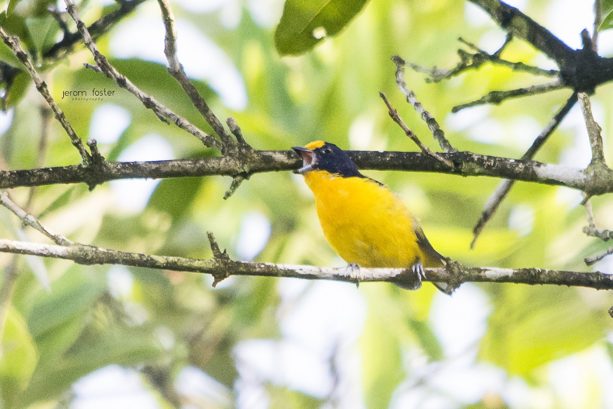 Violaceous Euphonia - Jerome Foster