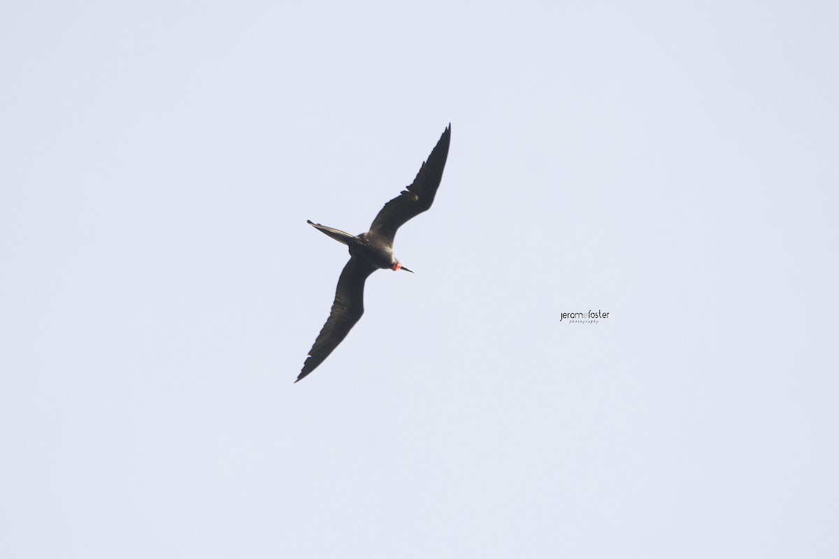 Magnificent Frigatebird - Jerome Foster