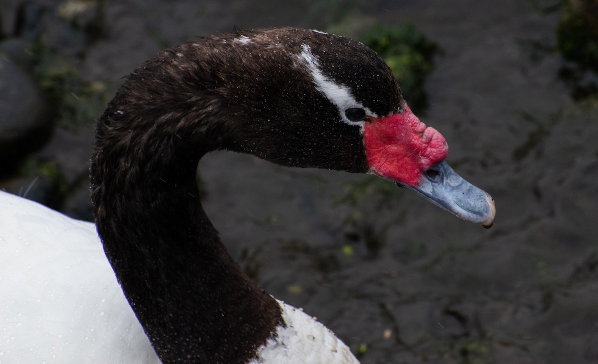 Black-necked Swan - ML397746071