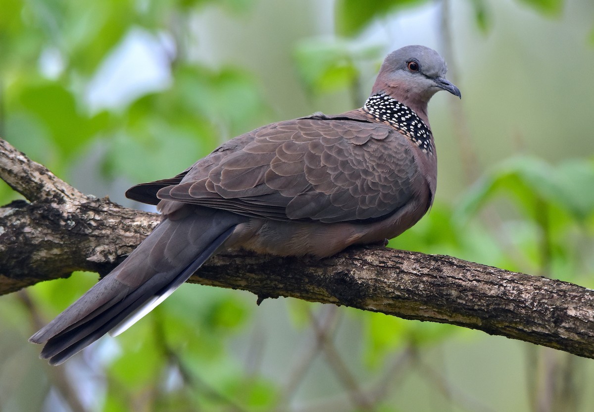 Spotted Dove - ML397748651