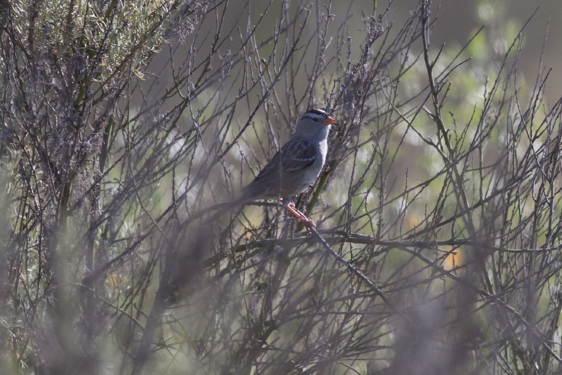 White-crowned Sparrow (Gambel's) - ML39774891