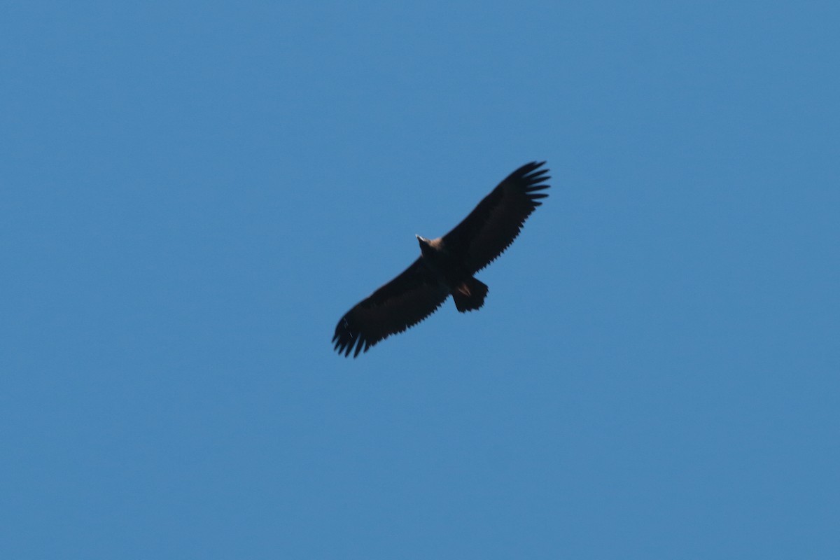Cinereous Vulture - ML397755431
