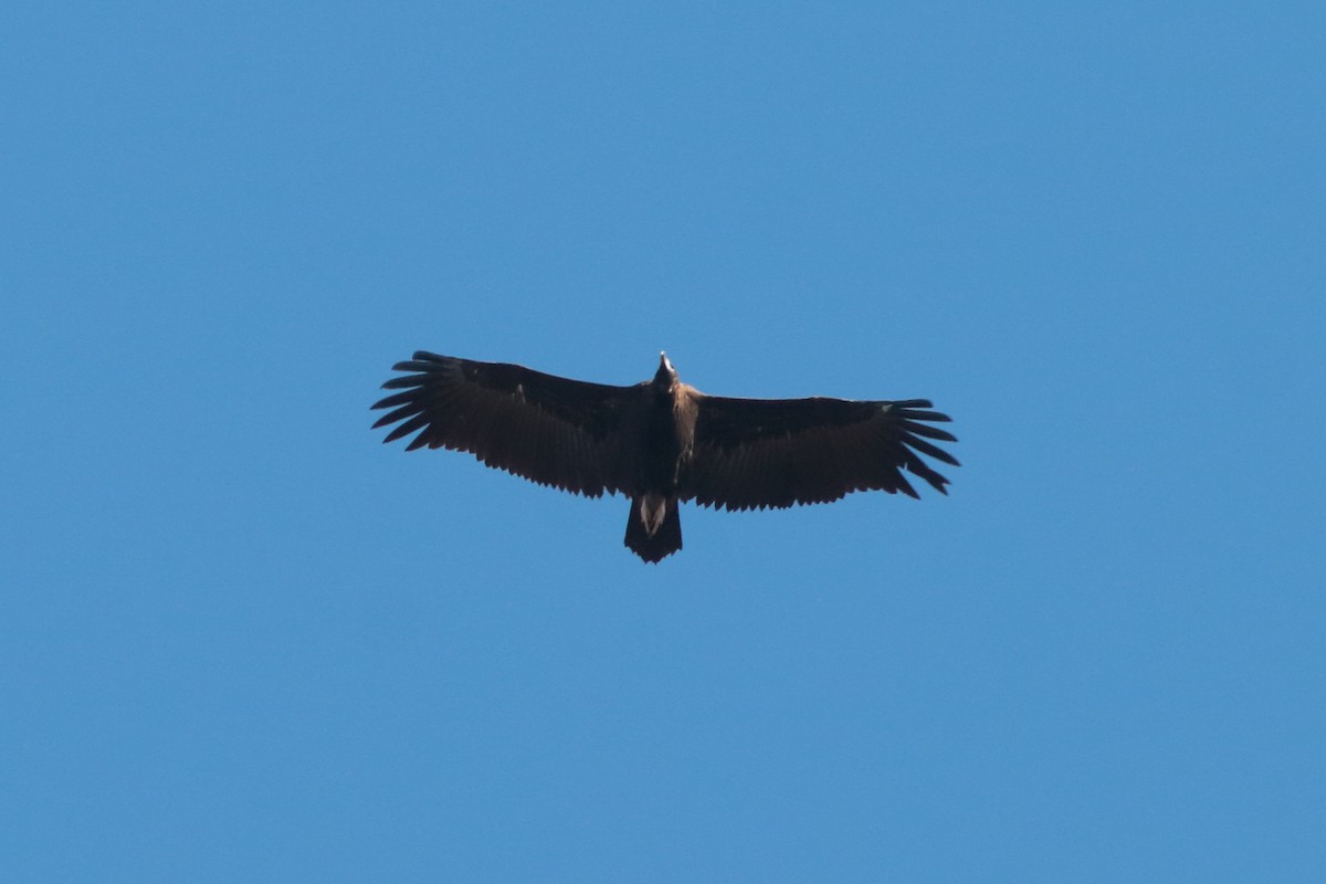 Cinereous Vulture - ML397755891