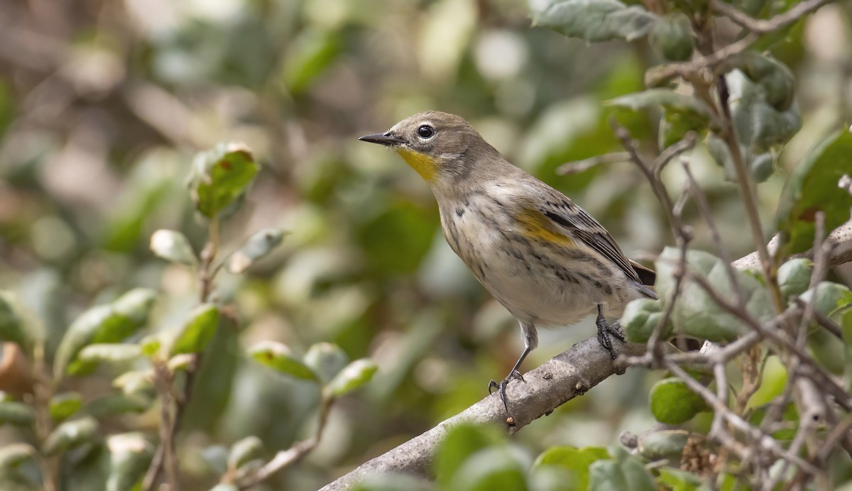Yellow-rumped Warbler (Audubon's) - Marky Mutchler