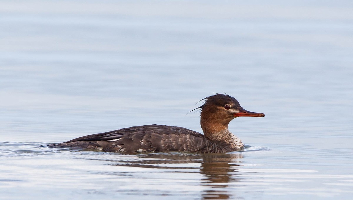 Red-breasted Merganser - Zhawn Poot