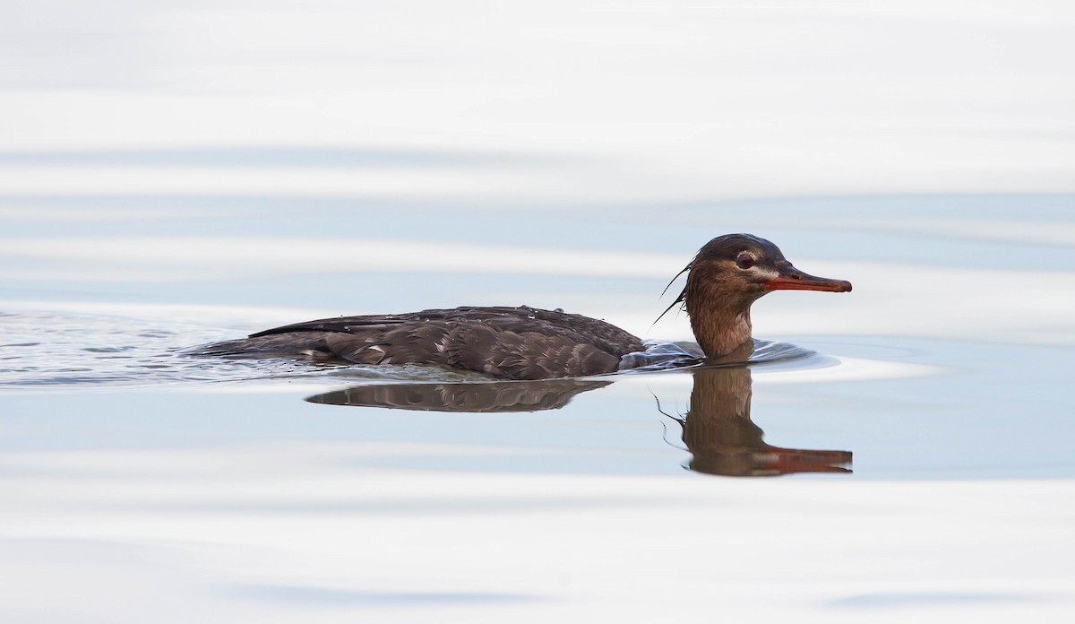 Red-breasted Merganser - Zhawn Poot