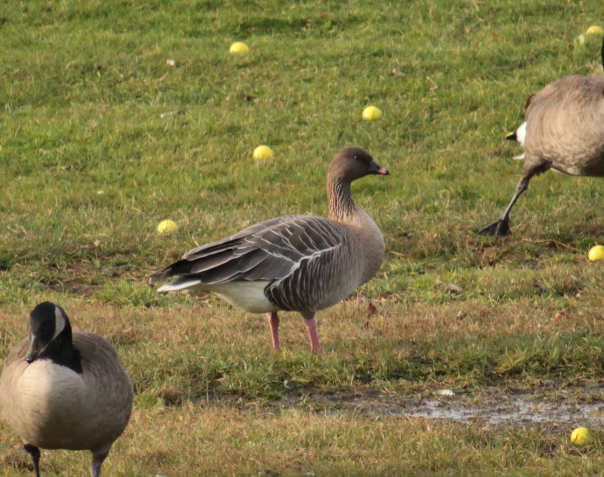 Pink-footed Goose - Andrew McCartney