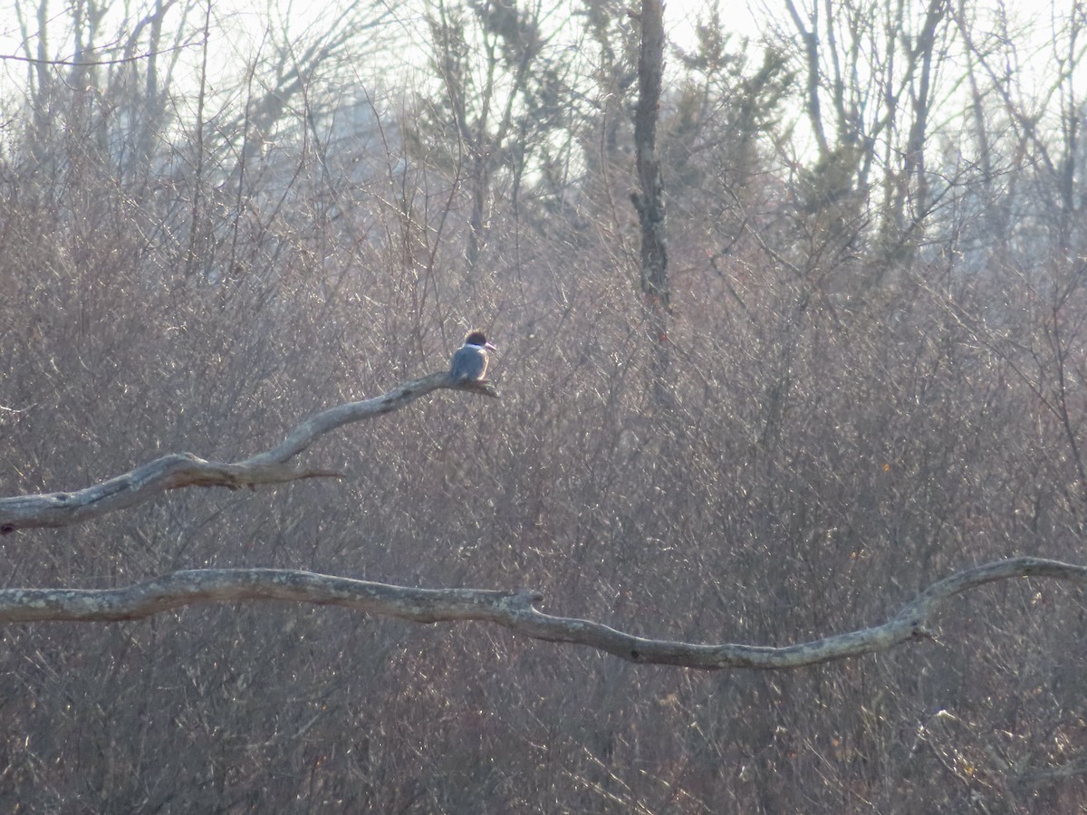 Belted Kingfisher - ML397774831