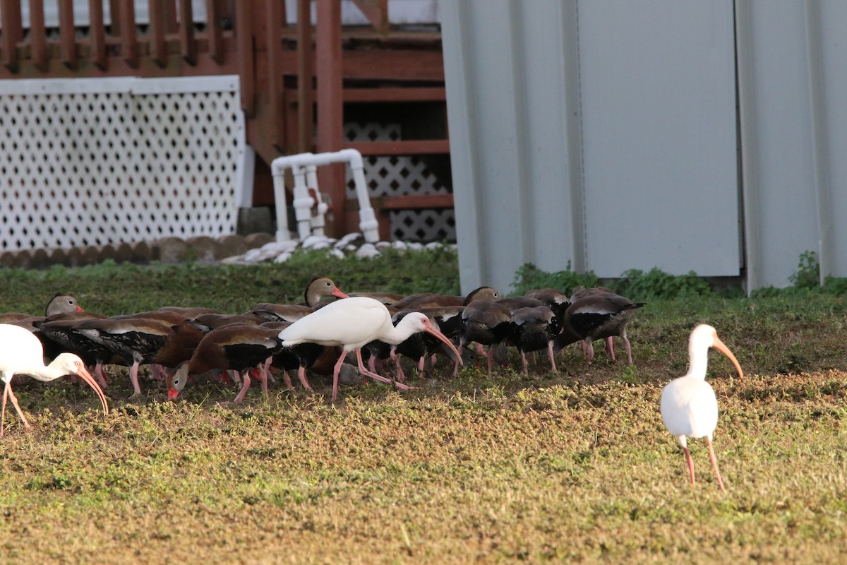 eBird Checklist - 17 Dec 2021 - Cockroach Bay Preserve and surrounding ...