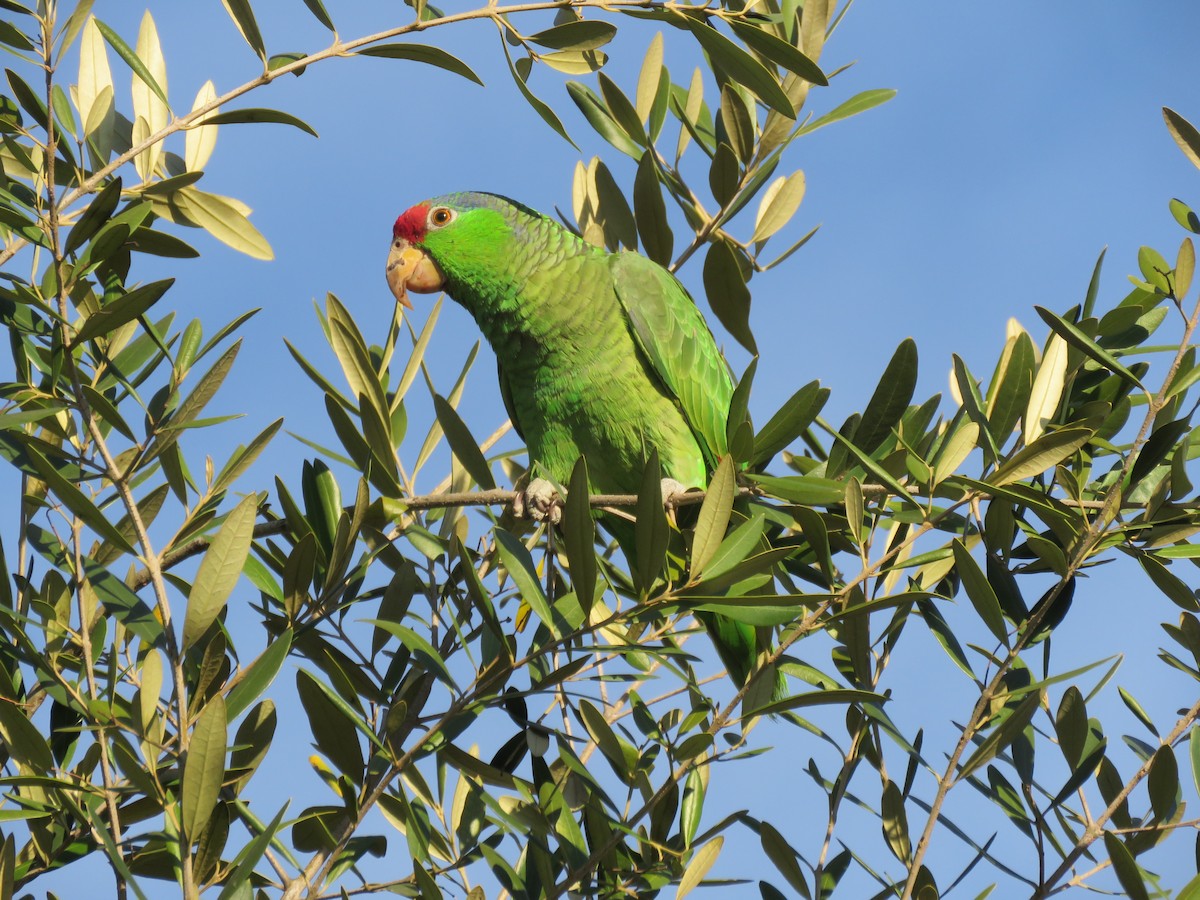 Red-crowned Parrot - ML397782901