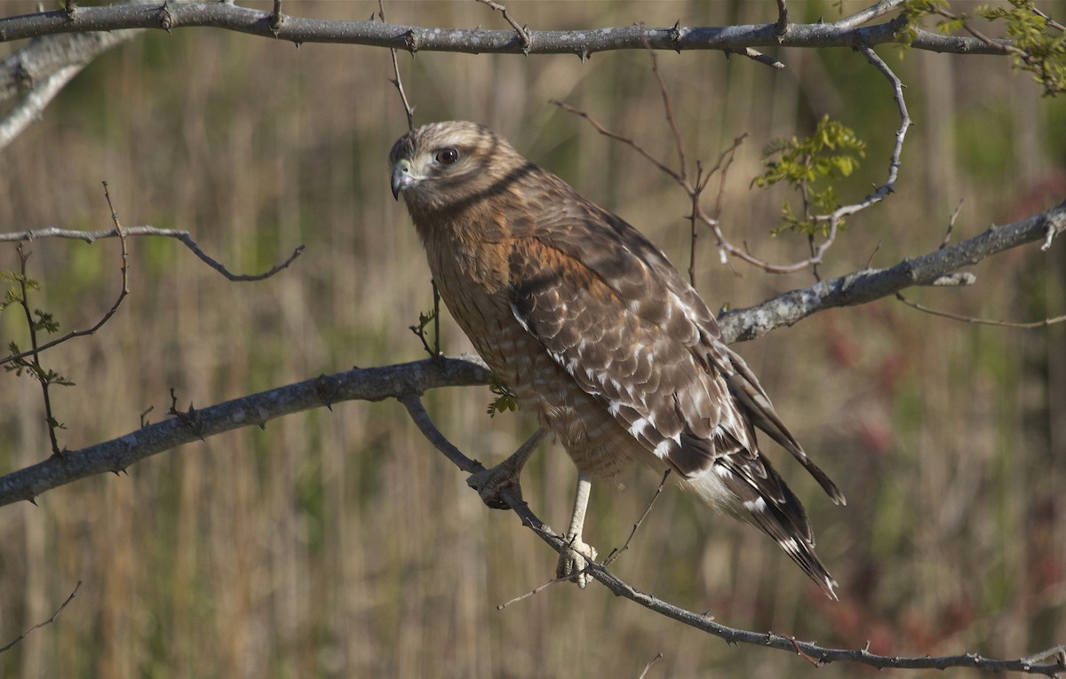 Red-shouldered Hawk - Mary Keleher