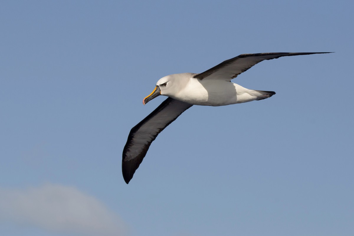 Atlantic Yellow-nosed Albatross - Joaquin Muñoz