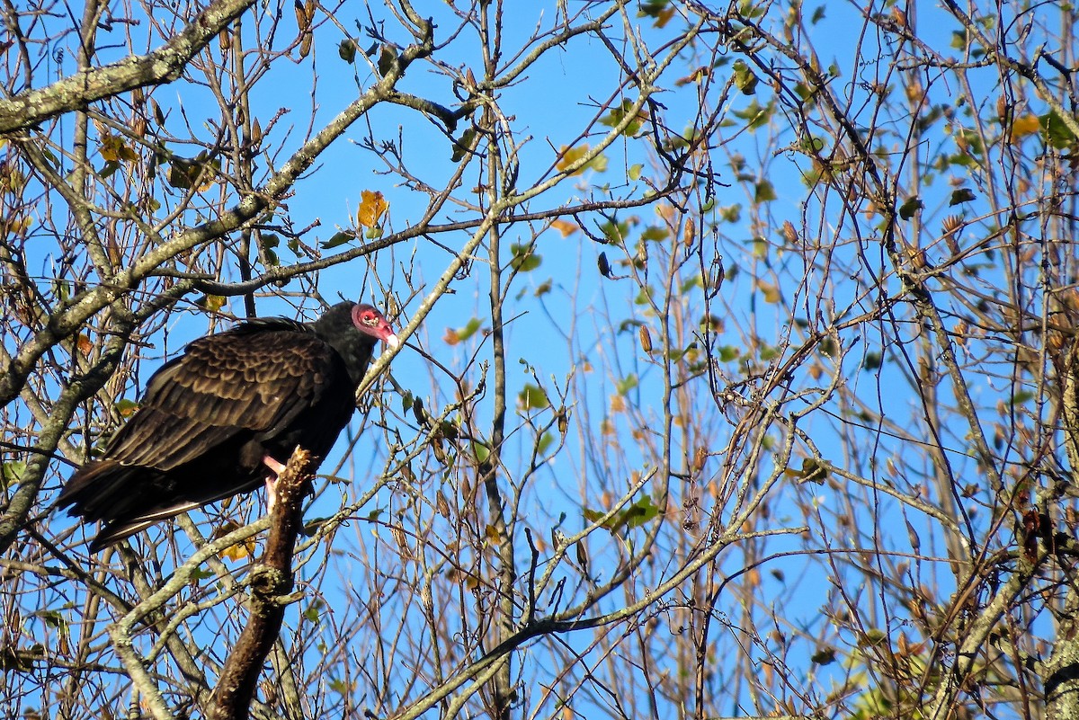 Turkey Vulture - Mark Rough
