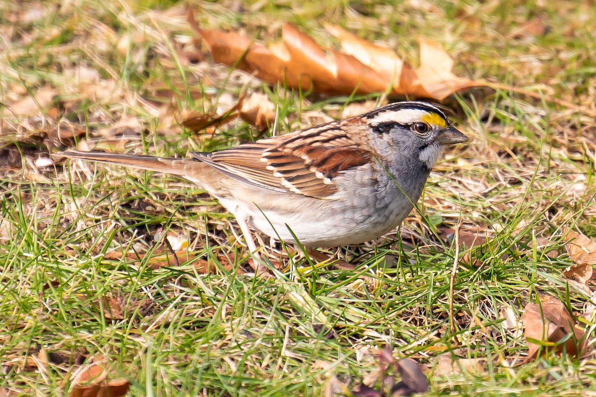 White-throated Sparrow - ML397802201