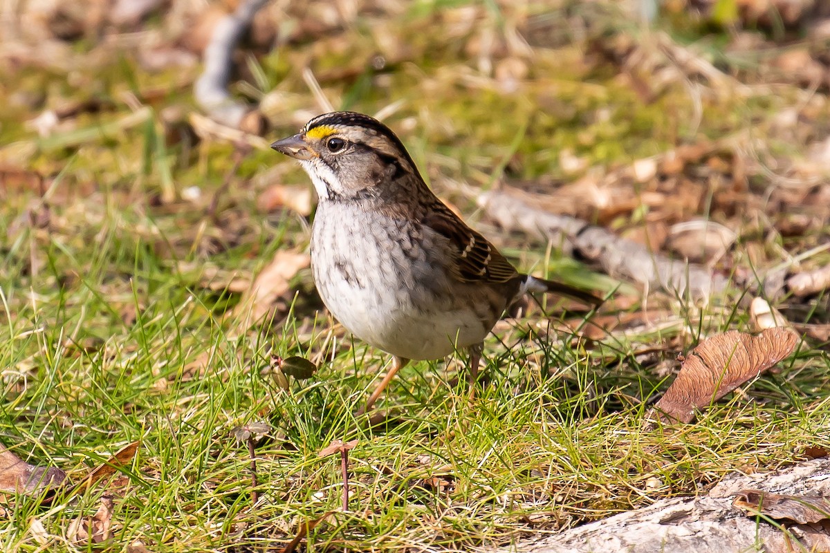 White-throated Sparrow - ML397802211