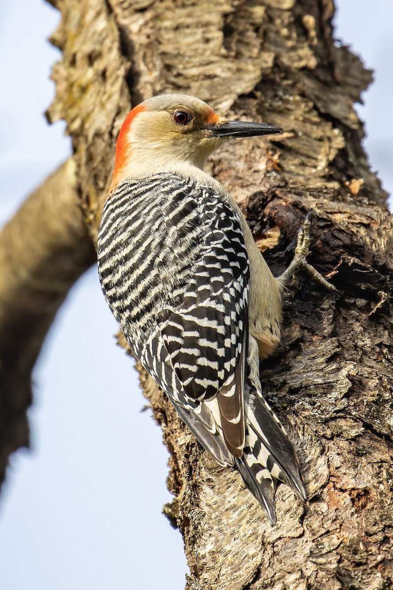 Red-bellied Woodpecker - ML397802491