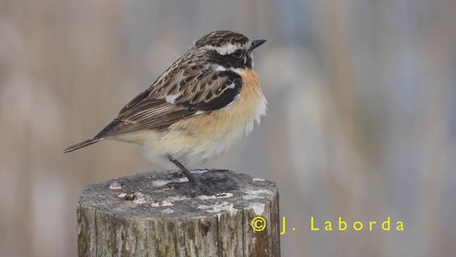 Whinchat - ML397802681
