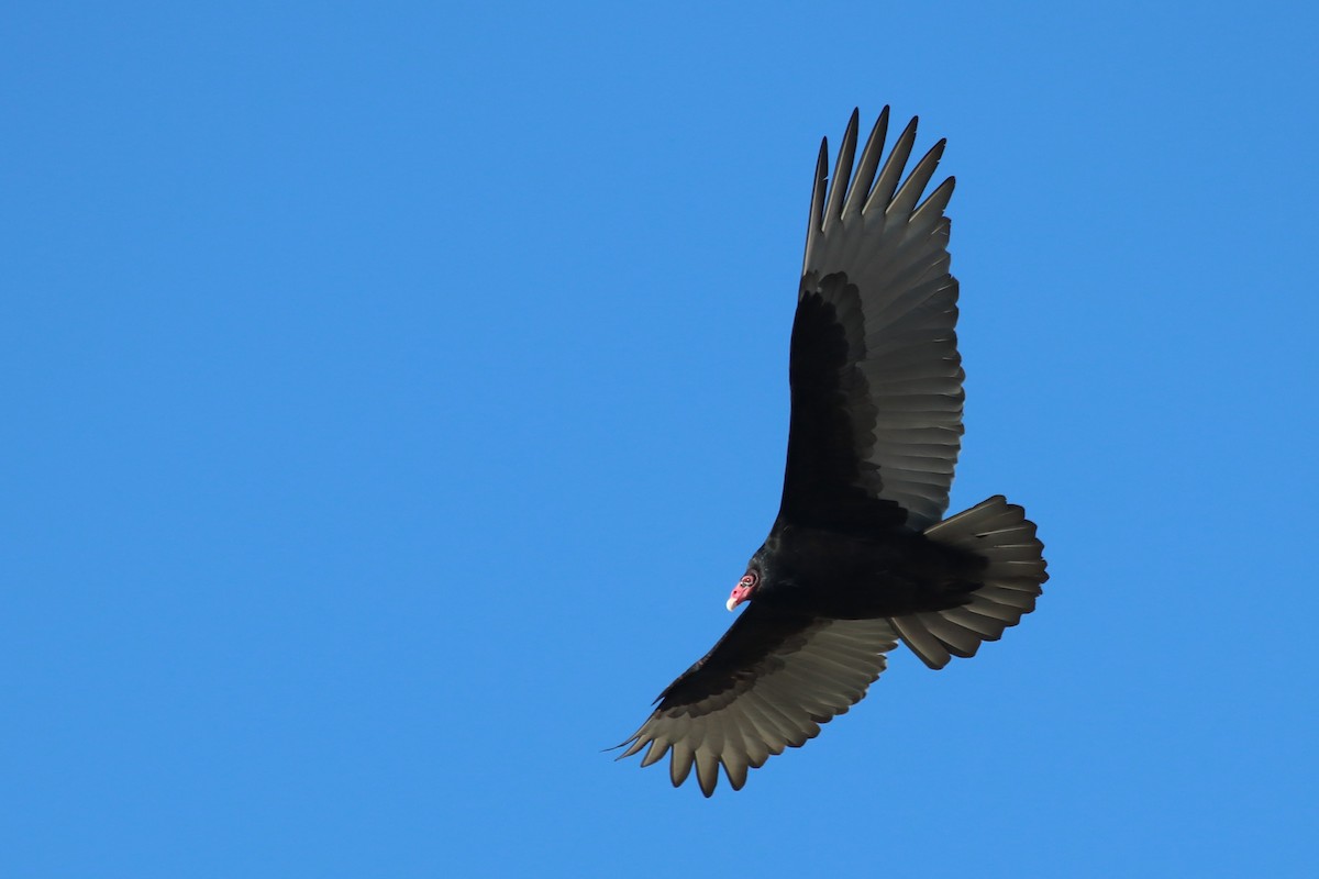 Turkey Vulture - PJ Pulliam