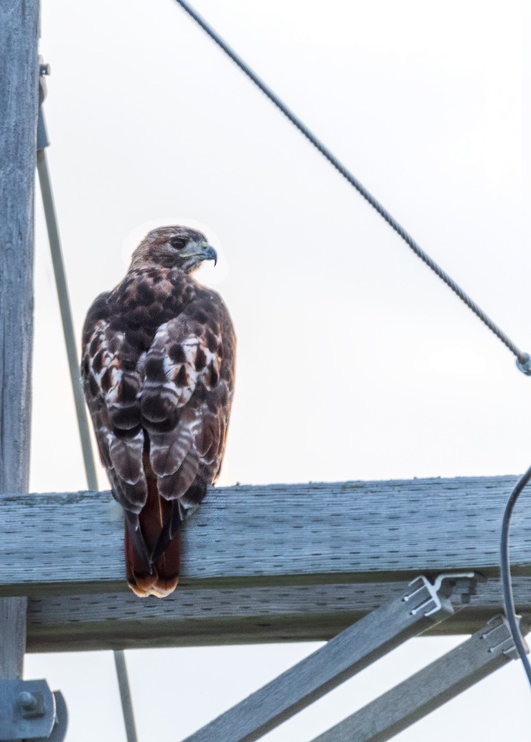 Red-tailed Hawk - ML397809861