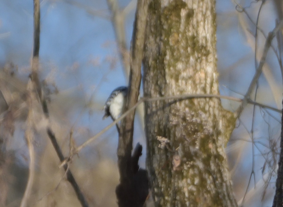 Hairy Woodpecker (Eastern) - ML397814871