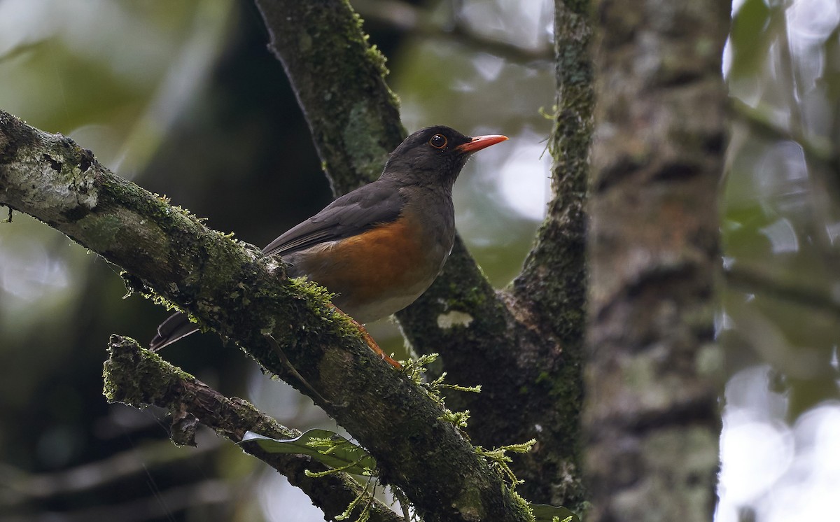 Usambara Thrush - Daniel López-Velasco | Ornis Birding Expeditions