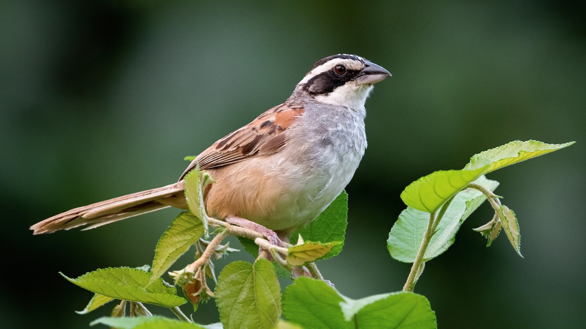 Stripe-headed Sparrow - Mason Maron