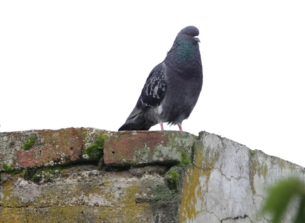 Rock Pigeon (Feral Pigeon) - ML397820481