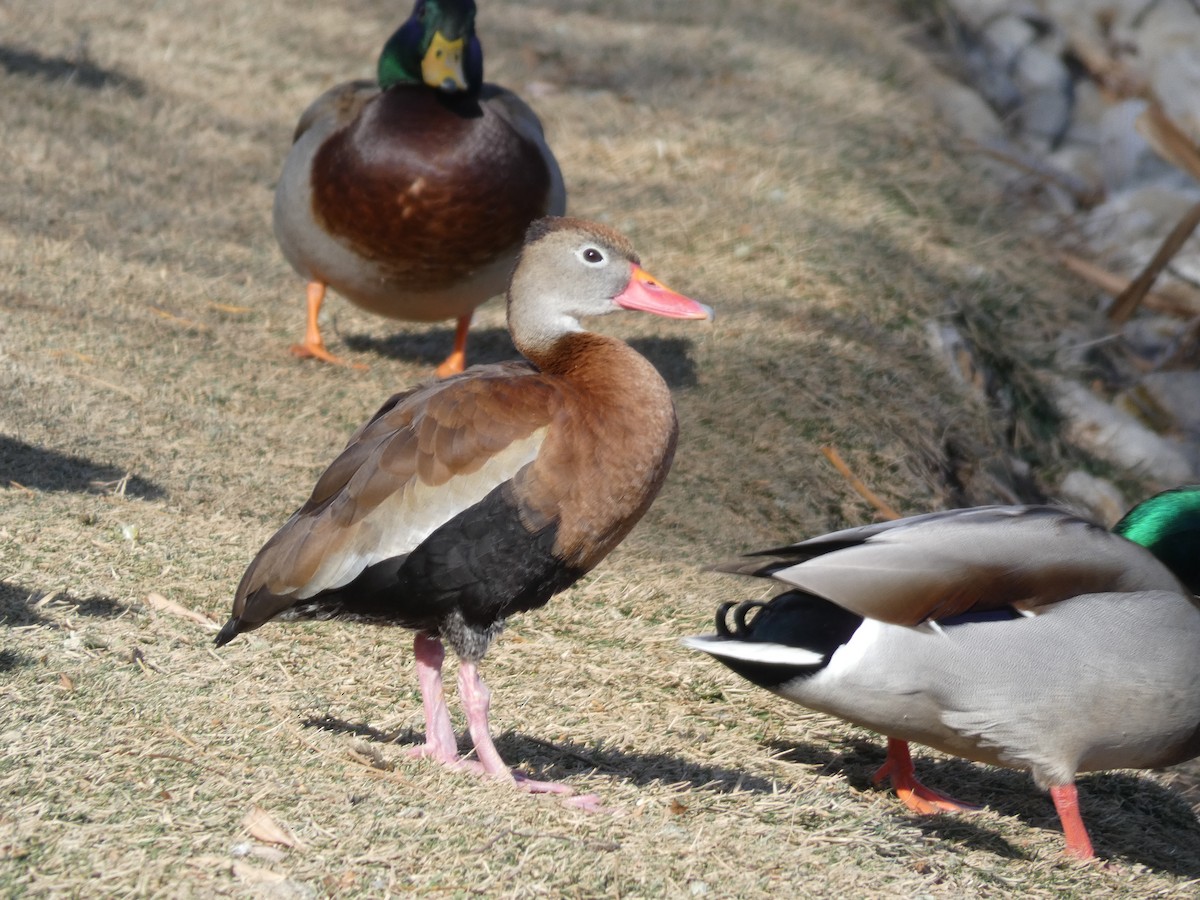 Black-bellied Whistling-Duck - Barry Mast