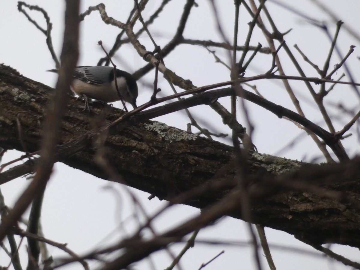 White-breasted Nuthatch - ML397837651