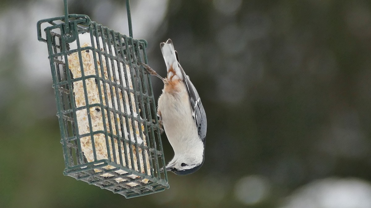 White-breasted Nuthatch - ML397837701