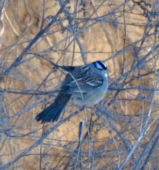 White-crowned Sparrow - ML397838441