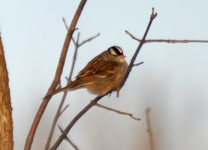 White-crowned Sparrow - ML397838451