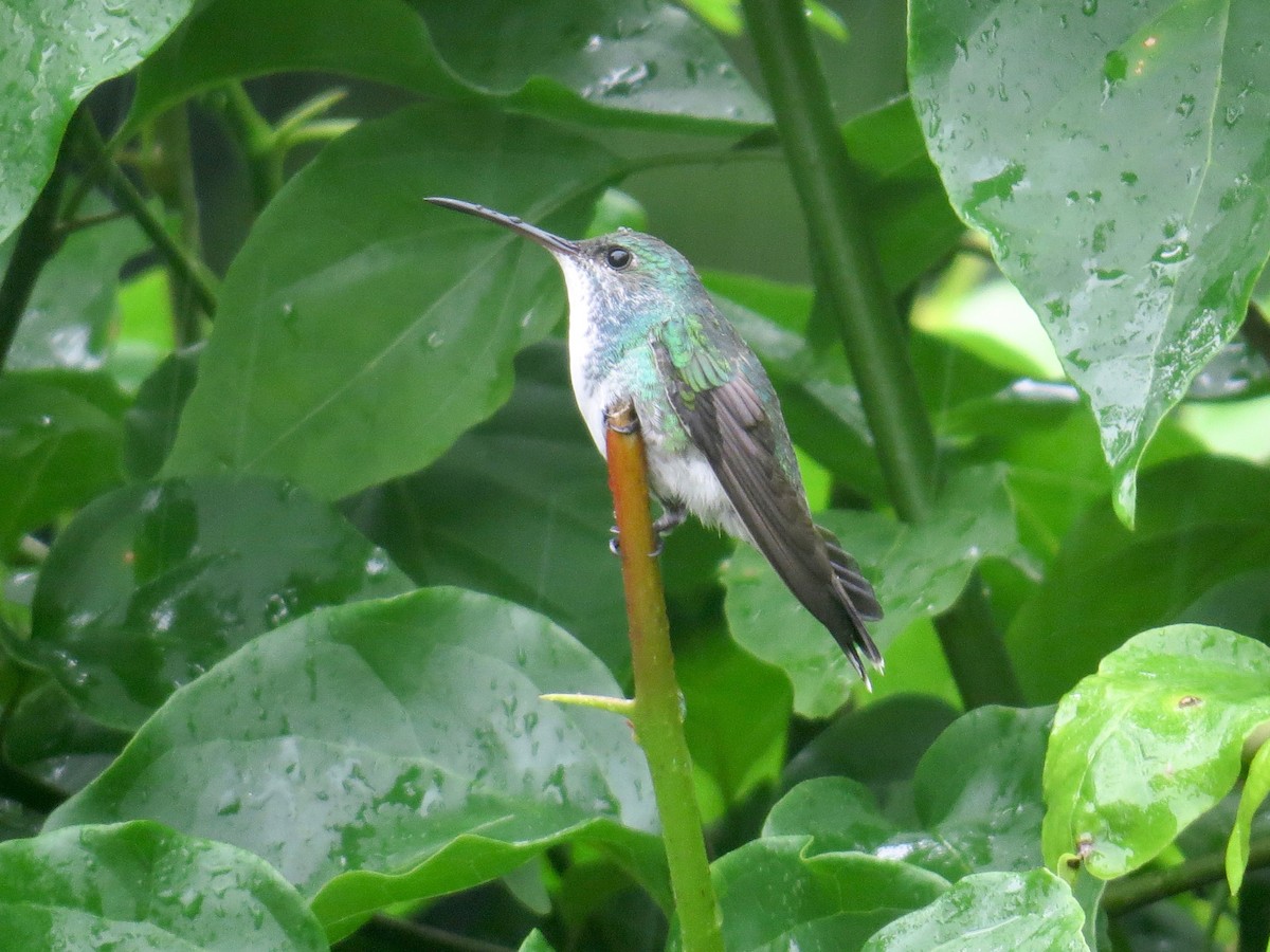 kolibřík safírovohrdlý - ML39784151