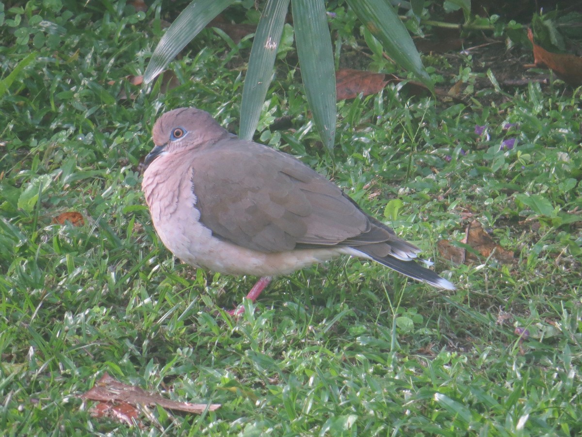 White-tipped Dove - Gerry Hawkins