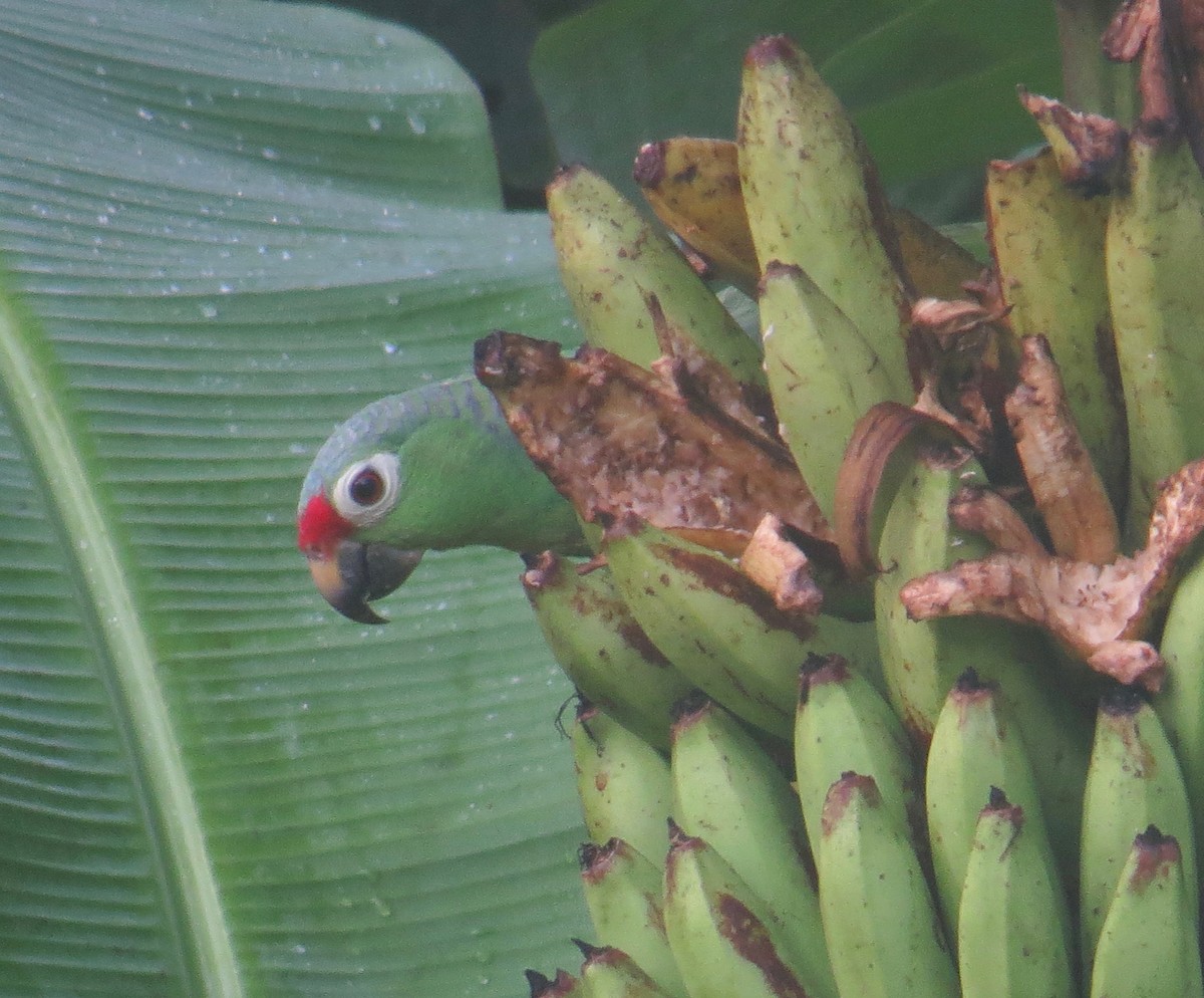 Red-lored Parrot - ML39784491