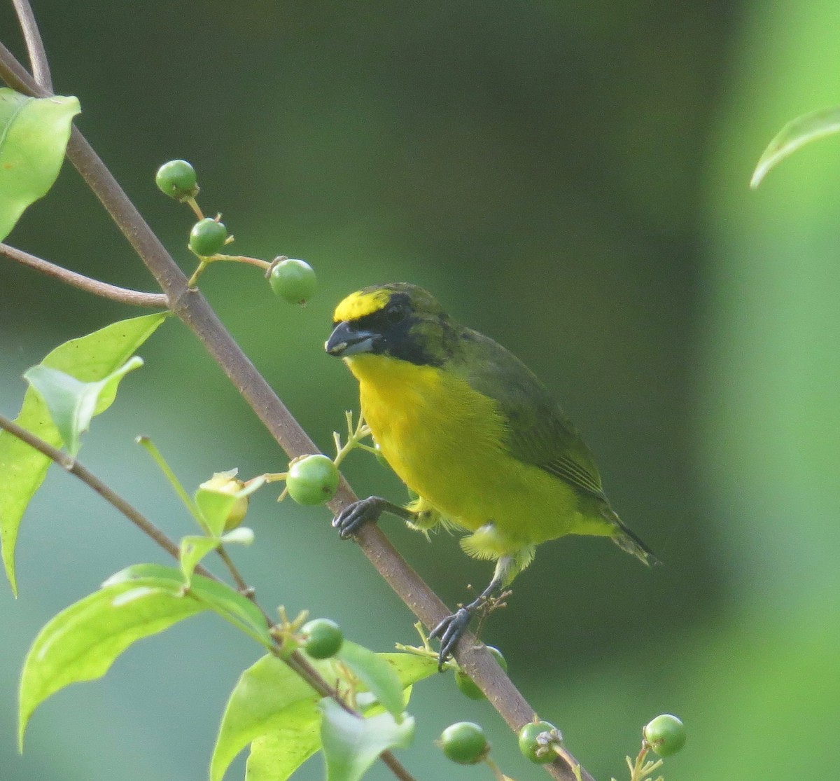 Thick-billed Euphonia - Gerry Hawkins